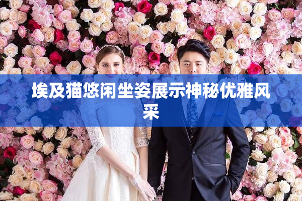 埃及猫悠闲坐姿展示神秘优雅风采