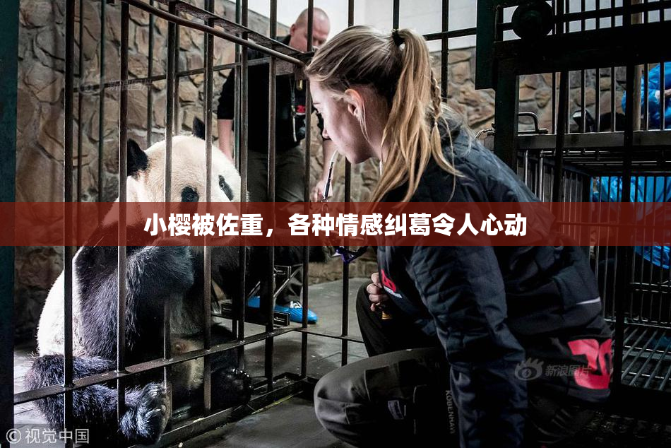 小樱被佐重，各种情感纠葛令人心动