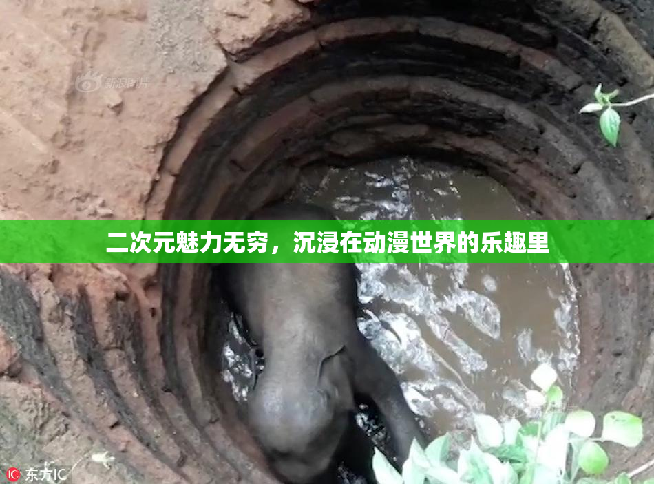 二次元魅力无穷，沉浸在动漫世界的乐趣里