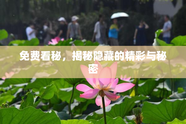 免费看秘，揭秘隐藏的精彩与秘密