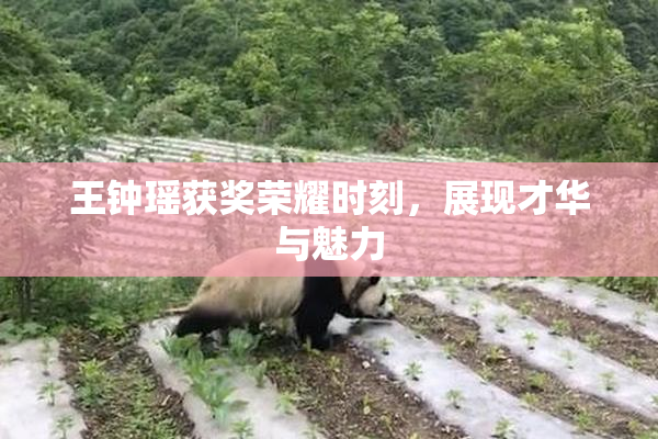 王钟瑶获奖荣耀时刻，展现才华与魅力