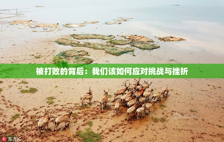 被打败的背后：我们该如何应对挑战与挫折