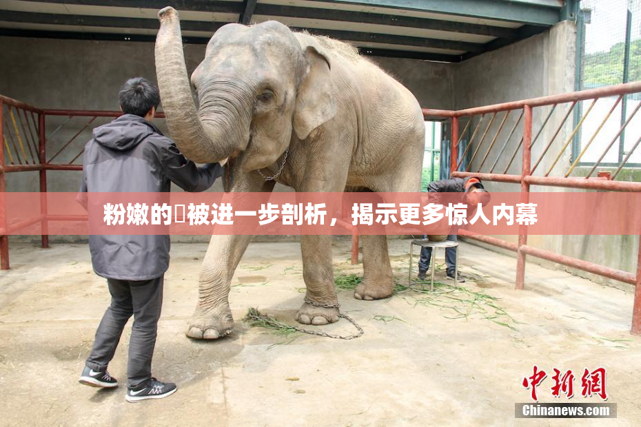 粉嫩的泬被进一步剖析，揭示更多惊人内幕