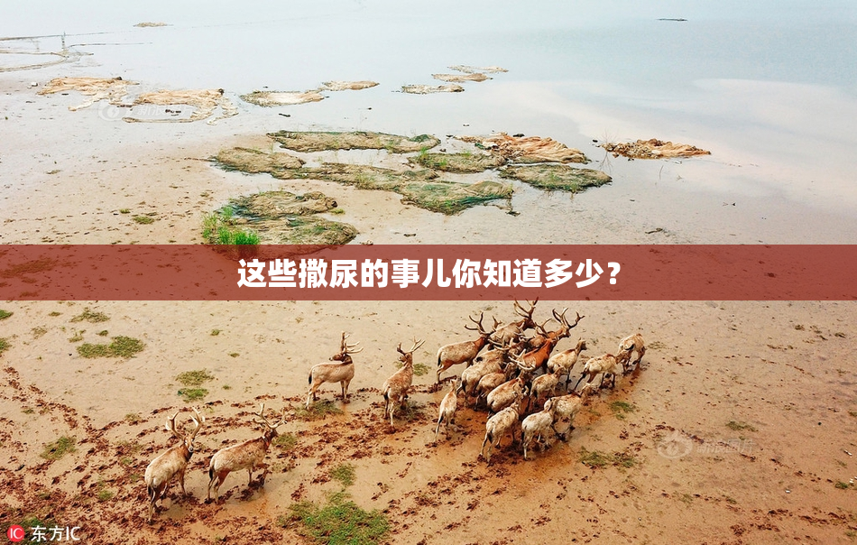 这些撒尿的事儿你知道多少？