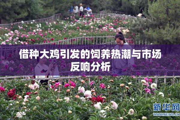 借种大鸡引发的饲养热潮与市场反响分析