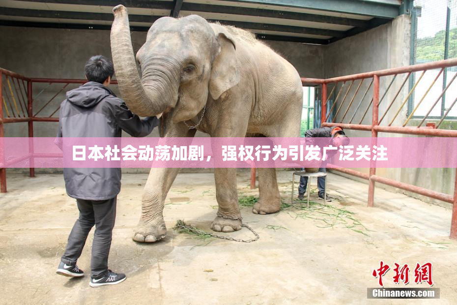 日本社会动荡加剧，强权行为引发广泛关注