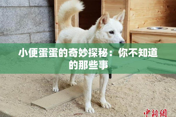 小便蛋蛋的奇妙探秘：你不知道的那些事