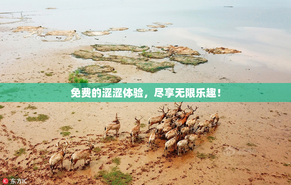 免费的涩涩体验，尽享无限乐趣！