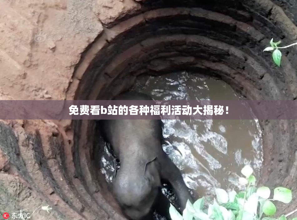 免费看b站的各种福利活动大揭秘！