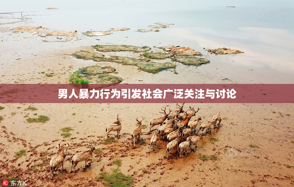 男人暴力行为引发社会广泛关注与讨论