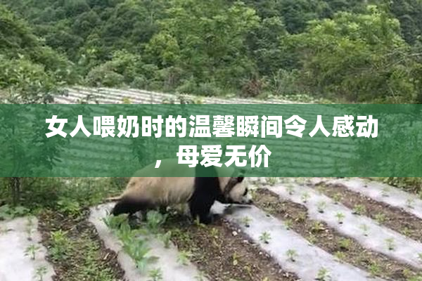 女人喂奶时的温馨瞬间令人感动，母爱无价