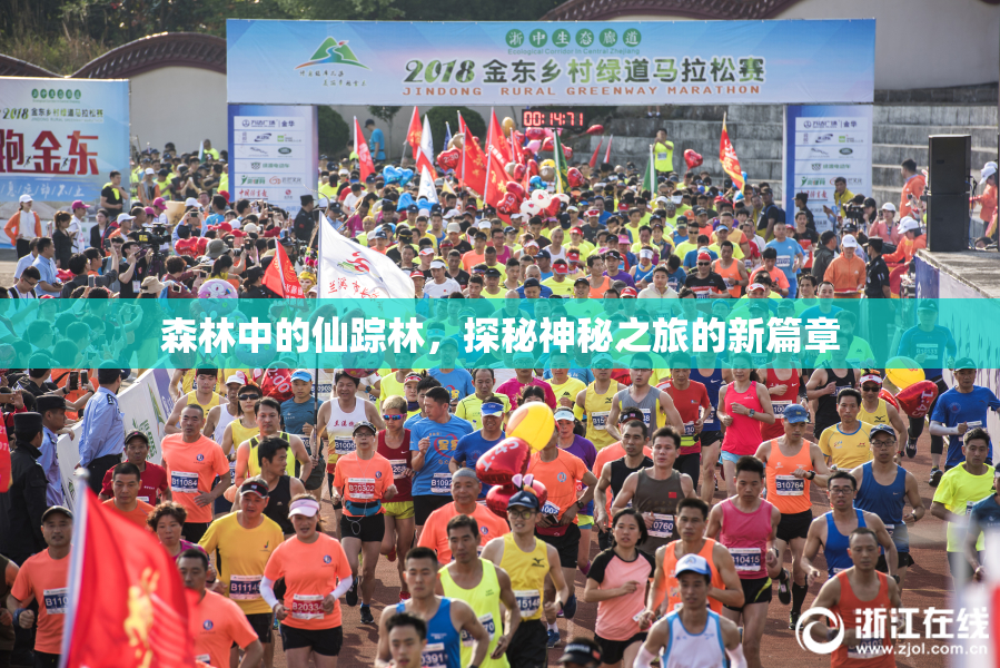 森林中的仙踪林，探秘神秘之旅的新篇章