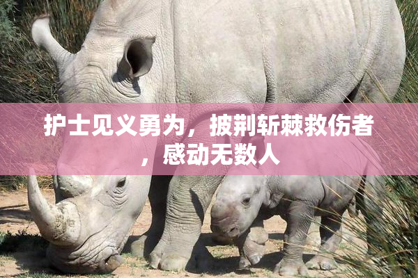 护士见义勇为，披荆斩棘救伤者，感动无数人