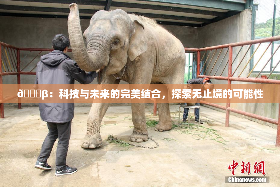 🔞β：科技与未来的完美结合，探索无止境的可能性