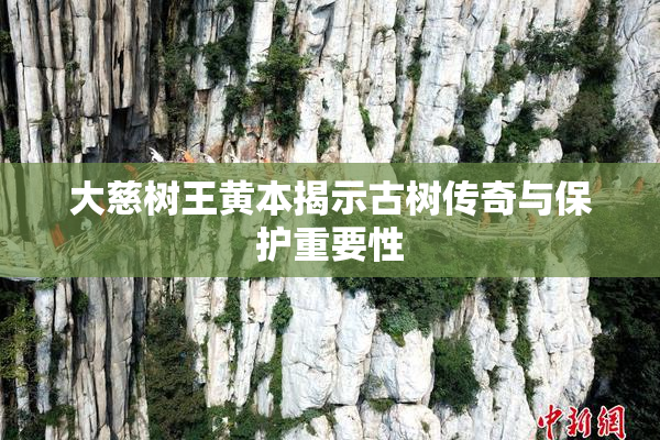 大慈树王黄本揭示古树传奇与保护重要性