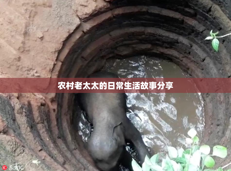 农村老太太的日常生活故事分享