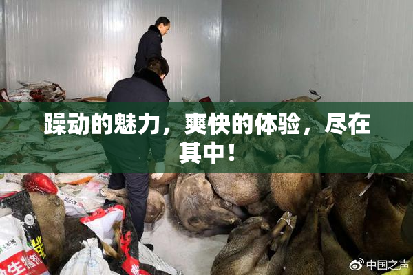 躁动的魅力，爽快的体验，尽在其中！