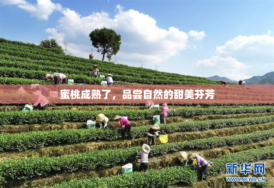 蜜桃成熟了，品尝自然的甜美芬芳