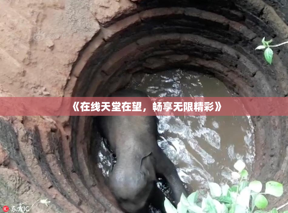 《在线天堂在望，畅享无限精彩》