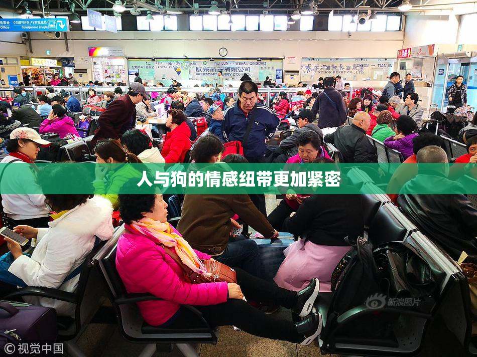 人与狗的情感纽带更加紧密