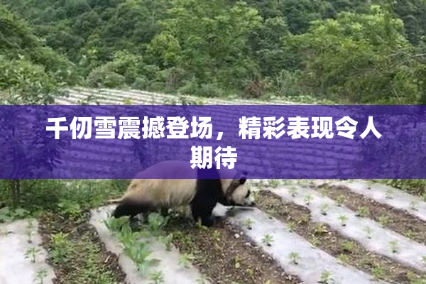 千仞雪震撼登场，精彩表现令人期待