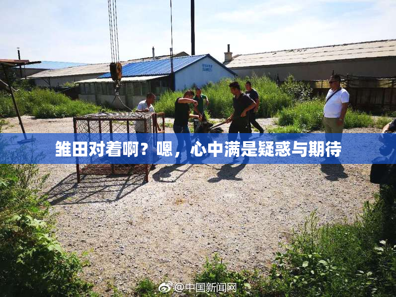 雏田对着啊？嗯，心中满是疑惑与期待