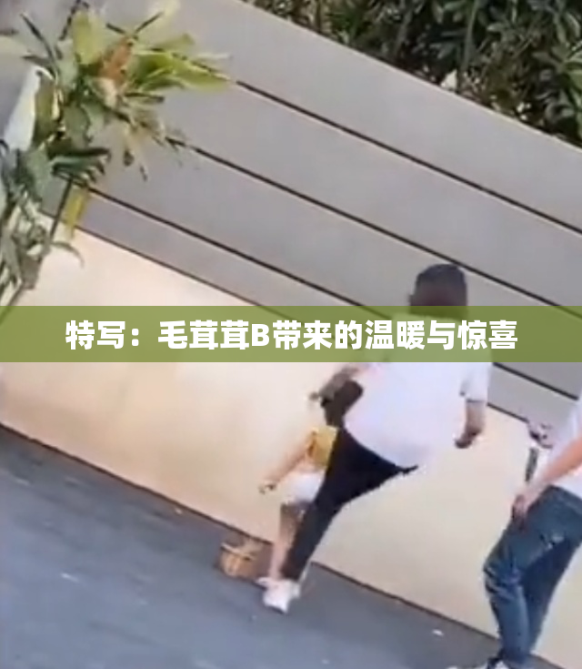 特写：毛茸茸B带来的温暖与惊喜