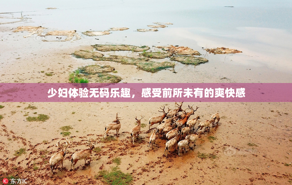 少妇体验无码乐趣，感受前所未有的爽快感