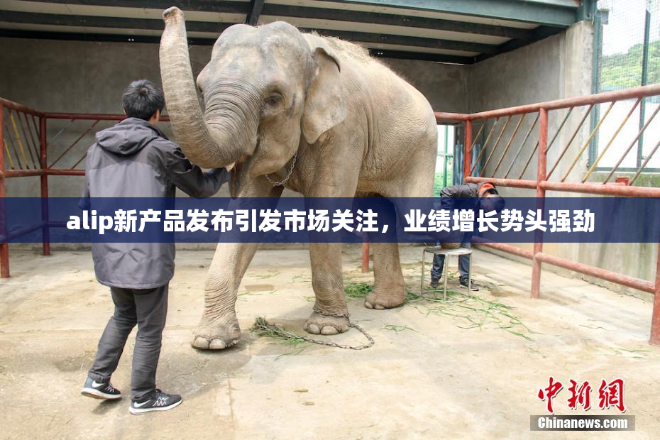 alip新产品发布引发市场关注，业绩增长势头强劲
