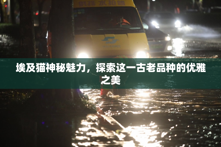 埃及猫神秘魅力，探索这一古老品种的优雅之美