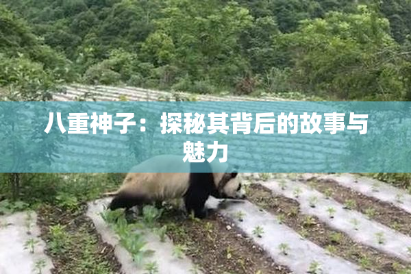 八重神子：探秘其背后的故事与魅力