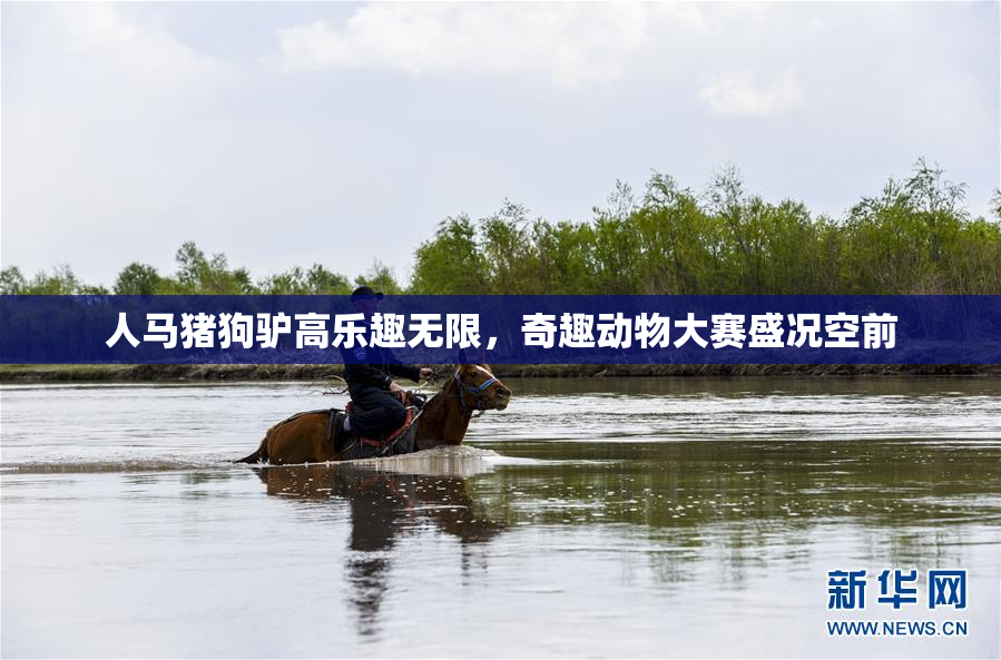 人马猪狗驴高乐趣无限，奇趣动物大赛盛况空前