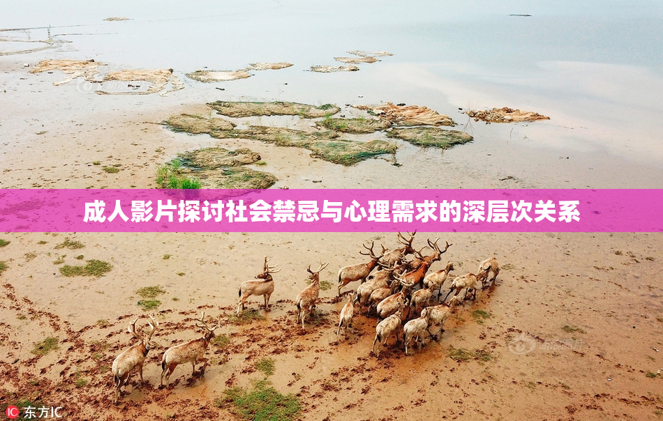 成人影片探讨社会禁忌与心理需求的深层次关系
