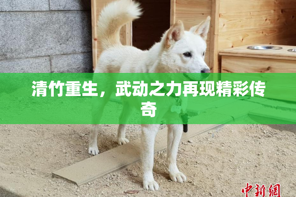 清竹重生，武动之力再现精彩传奇