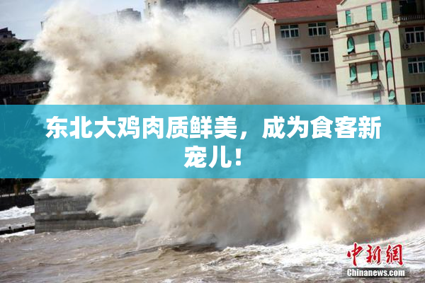 东北大鸡肉质鲜美，成为食客新宠儿！