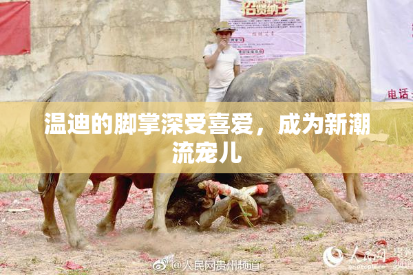 温迪的脚掌深受喜爱，成为新潮流宠儿