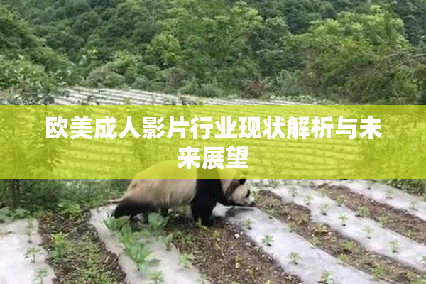 欧美成人影片行业现状解析与未来展望