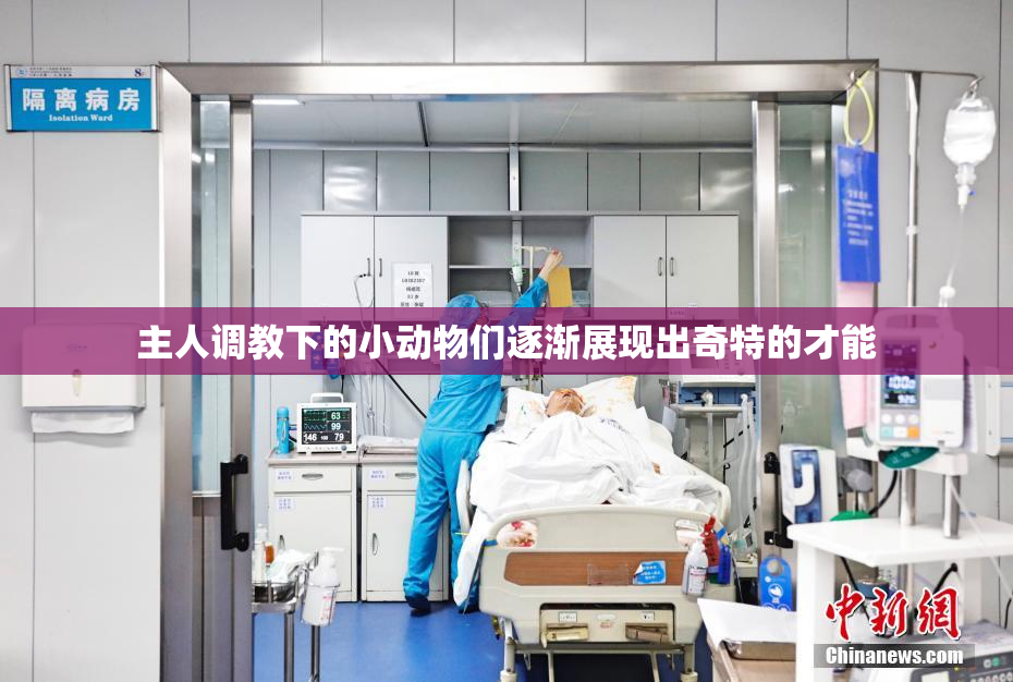 主人调教下的小动物们逐渐展现出奇特的才能