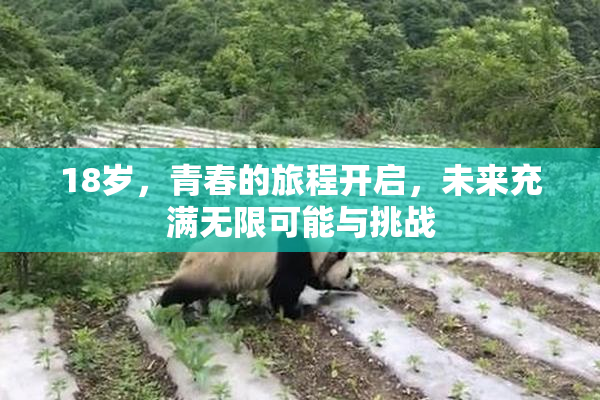 18岁，青春的旅程开启，未来充满无限可能与挑战