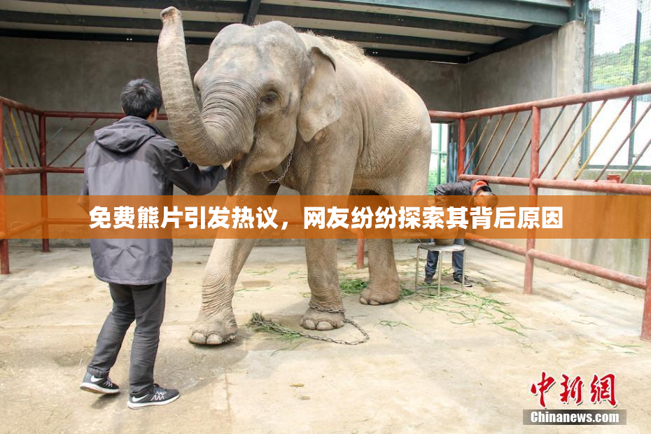 免费熊片引发热议，网友纷纷探索其背后原因