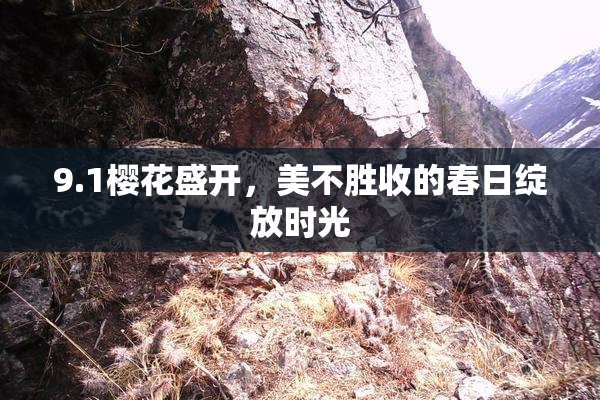 9.1樱花盛开，美不胜收的春日绽放时光