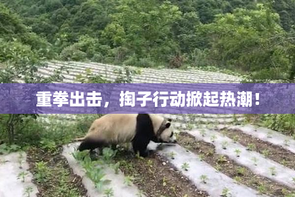 重拳出击，掏子行动掀起热潮！