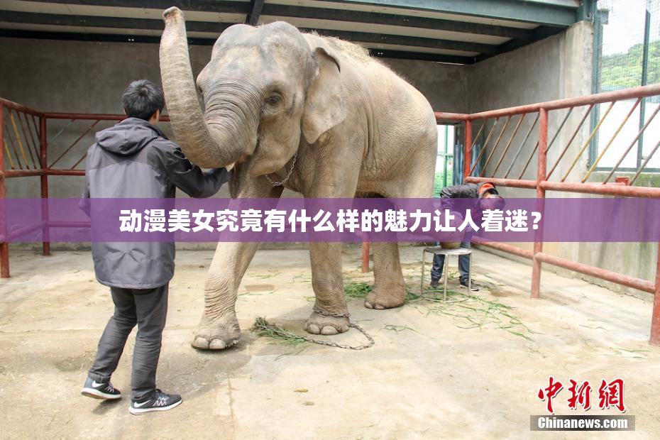 动漫美女究竟有什么样的魅力让人着迷？