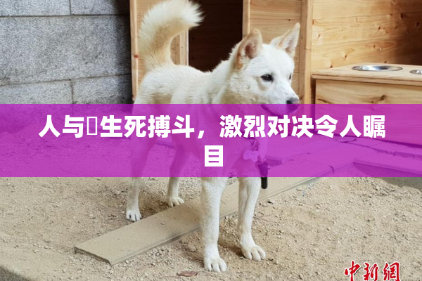 人与嘼生死搏斗，激烈对决令人瞩目