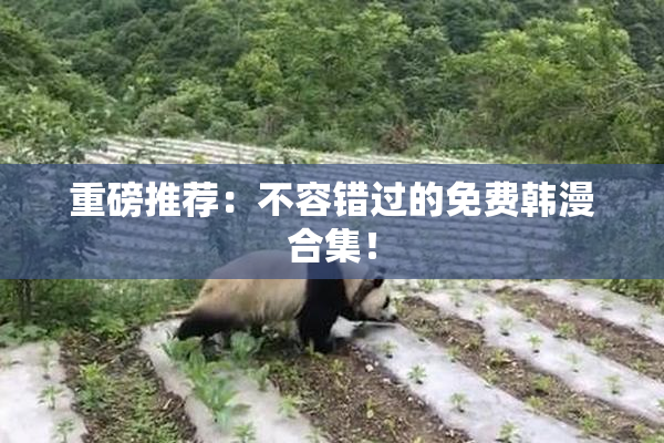重磅推荐：不容错过的免费韩漫合集！