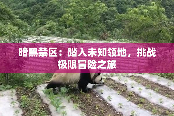 暗黑禁区：踏入未知领地，挑战极限冒险之旅
