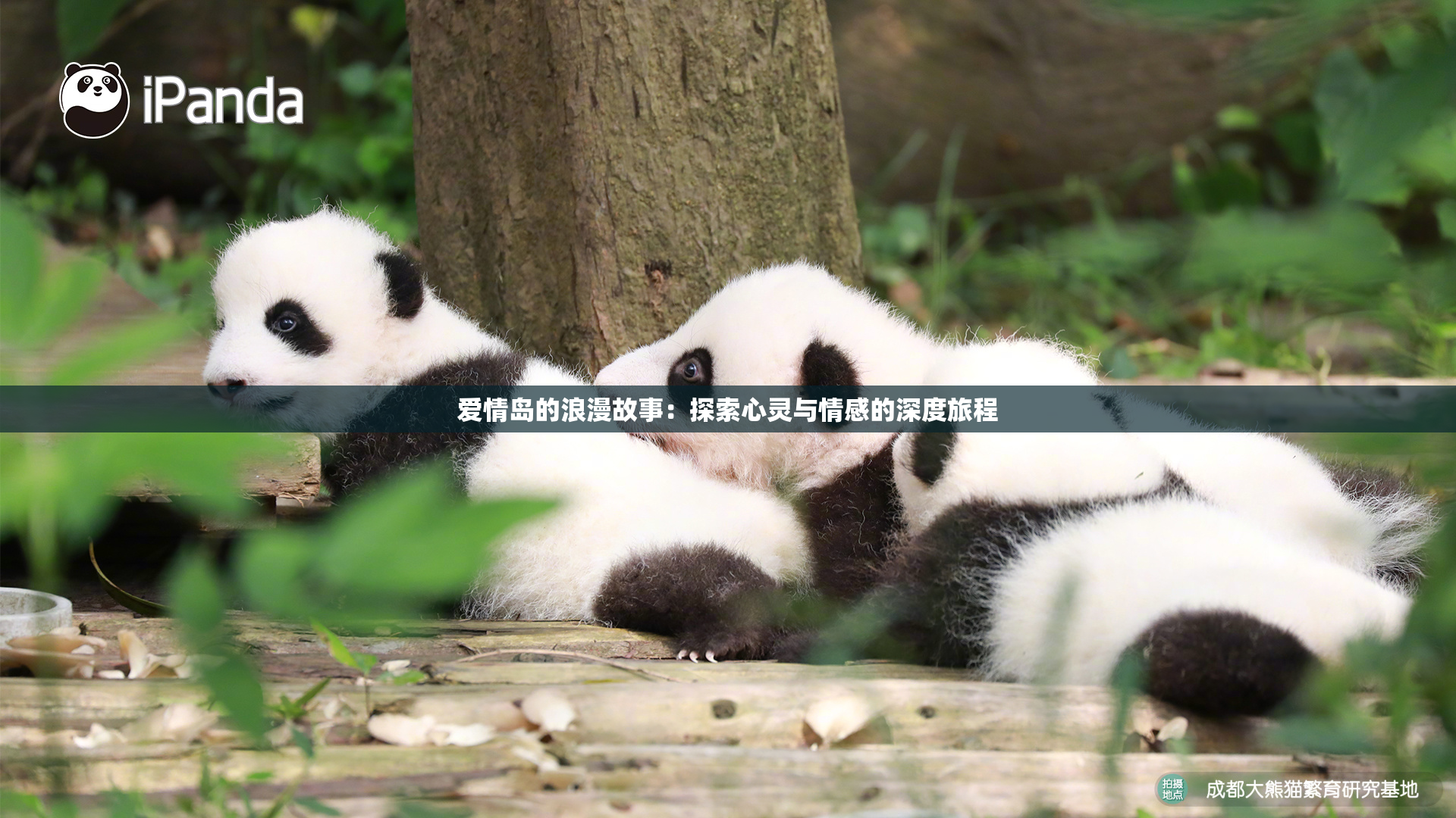 爱情岛的浪漫故事：探索心灵与情感的深度旅程