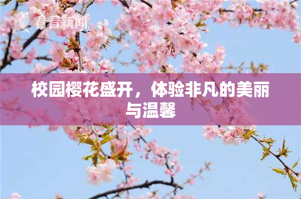 校园樱花盛开，体验非凡的美丽与温馨