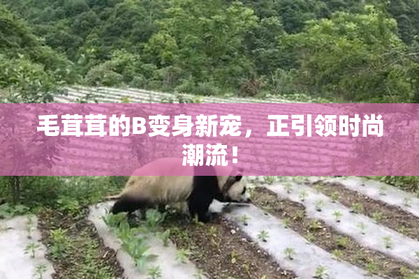 毛茸茸的B变身新宠，正引领时尚潮流！