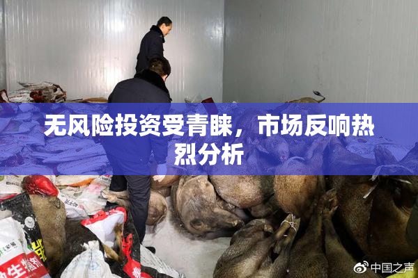 无风险投资受青睐，市场反响热烈分析